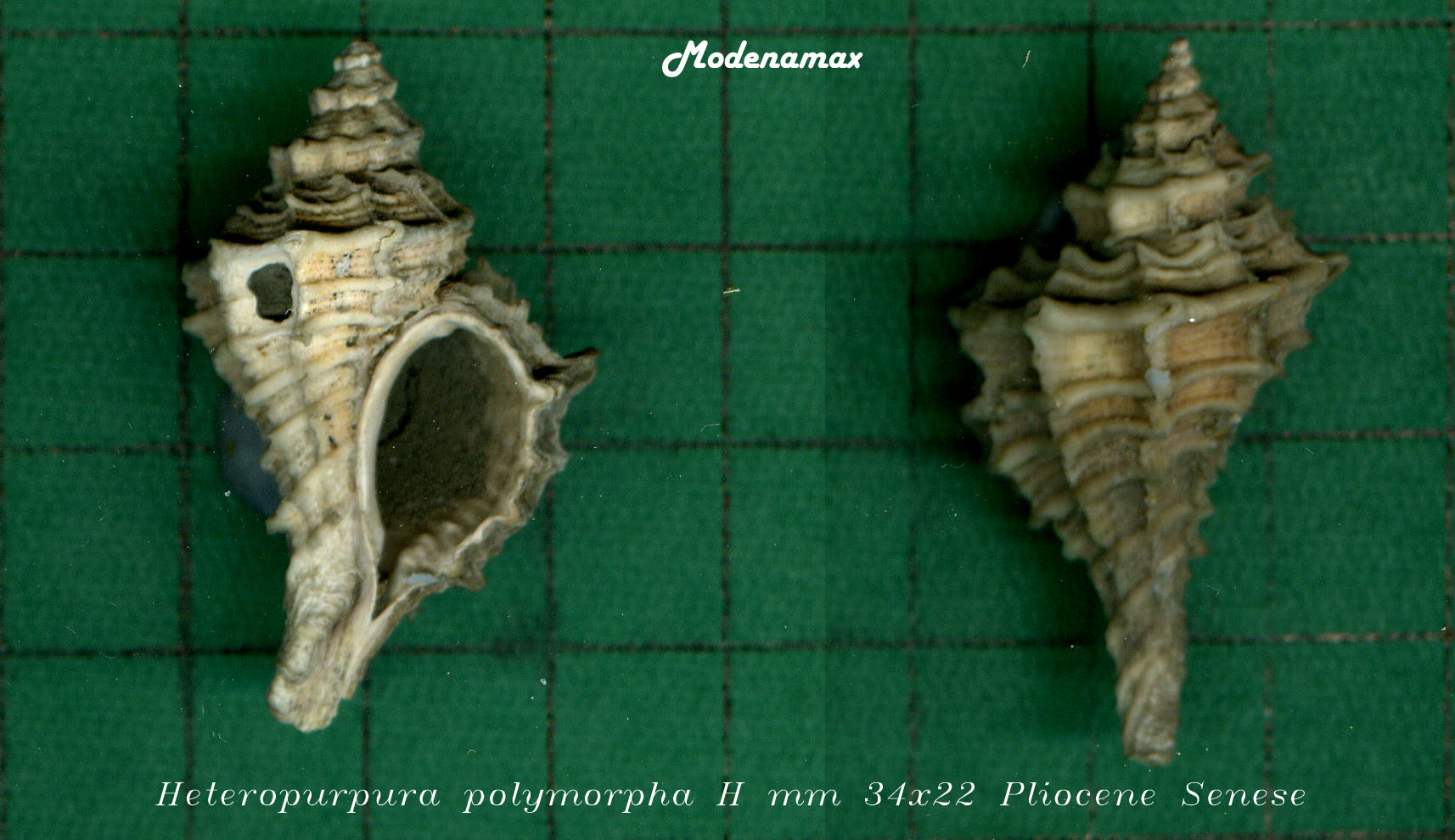 Heteropurpura polimorpha ?